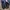 Uniqlo Streetwear Sportswear Sweatpants & Joggers Pria navy black photo 4