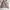 Sportswear Track jacket Wanita tan photo 2