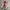 Converse Casual Sneakers Wanita pink photo 1