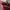 Aigner Vintage Casual Shoulder bag Wanita burgundy photo 5