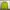 Uniqlo Gorpcore Puffer jacket Pria green photo 1