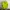 Uniqlo Gorpcore Puffer jacket Pria green photo 7