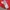 Casual Jersey Pria red photo 4
