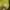 Kappa Sportswear Casual Windbreaker Wanita yellow photo 3
