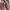 TOMS Luxury Casual Shoe Pria Brown