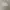 Minimalist Short Kids tan photo 1