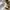 Vintage Streetwear Sweatpants & Joggers Pria tan brown photo 7