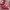 Adidas Indie Casual Sneakers Pria white red photo 2