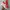 New Balance Sportswear Sneakers Wanita multicolor photo 3