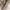 Chloé Luxury Handbag Wanita cream photo 6