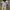 Y2K Formal Pants Pria Tan Orange