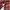 Uniqlo Streetwear Grunge Formal shirt Pria red photo 6