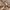 Sportswear Indie Casual pants Pria tan photo 4
