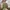 Closed Denim Minimalist Puffer jacket Wanita green photo 2