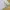 Adidas Sportswear Jersey Pria white photo 6