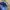Helly Hansen Gorpcore Sweater Pria navy blue photo 8