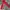 NEPA Y2K Casual Parka Pria tan red photo 3