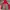 NEPA Y2K Casual Parka Pria Tan Red