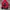 NEPA Y2K Casual Parka Pria tan red photo 5