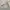 Gorpcore Emo Mini skirt Wanita cream photo 5
