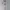 Adidas Sportswear Jersey Pria white photo 1