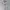 Adidas Sportswear Jersey Pria White