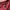 Diesel Casual Polo shirt Pria burgundy photo 3