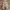 American Eagle Casual Pria Khaki