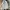 Jeep Gorpcore Parka Pria cream photo 1
