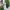 Casual Summer dress Wanita green photo 1