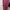 Luxury Wanita pink photo 3