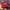 Levi's Casual Track jacket Pria red photo 1