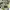 Billabong Streetwear Y2K Short Pria white yellow photo 2