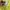 Adidas Vintage Casual Windbreaker Pria yellow photo 8