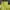 Adidas Vintage Casual Windbreaker Pria yellow photo 5