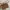 Kate Spade Luxury Minimalist Wanita brown photo 2