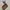 Kate Spade Luxury Minimalist Wanita brown photo 3