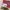 VANS Streetwear Sneakers Wanita brown photo 3
