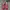 Nike Sportswear Casual shoe Pria red gray photo 3