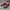 Nike Sportswear Casual Shoe Pria Red Gray