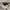 Polo Ralph Lauren Luxury Minimalist Polo shirt Pria tan photo 5