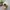 Casual Hat Pria cream photo 3