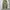 Gramicci Straight Pants Olive