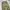Gramicci straight pants olive photo 2