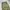 Gramicci Straight Pants Olive