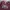 Lacoste Skater Sneakers Pria burgundy photo 3