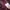 Lacoste Skater Sneakers Pria burgundy photo 4