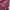 Lacoste Skater Sneakers Pria burgundy photo 2