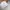 Casual Fur coat Wanita green gray photo 4