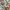 Guess Y2K Lolita Shoulder Bag Wanita Multicolor